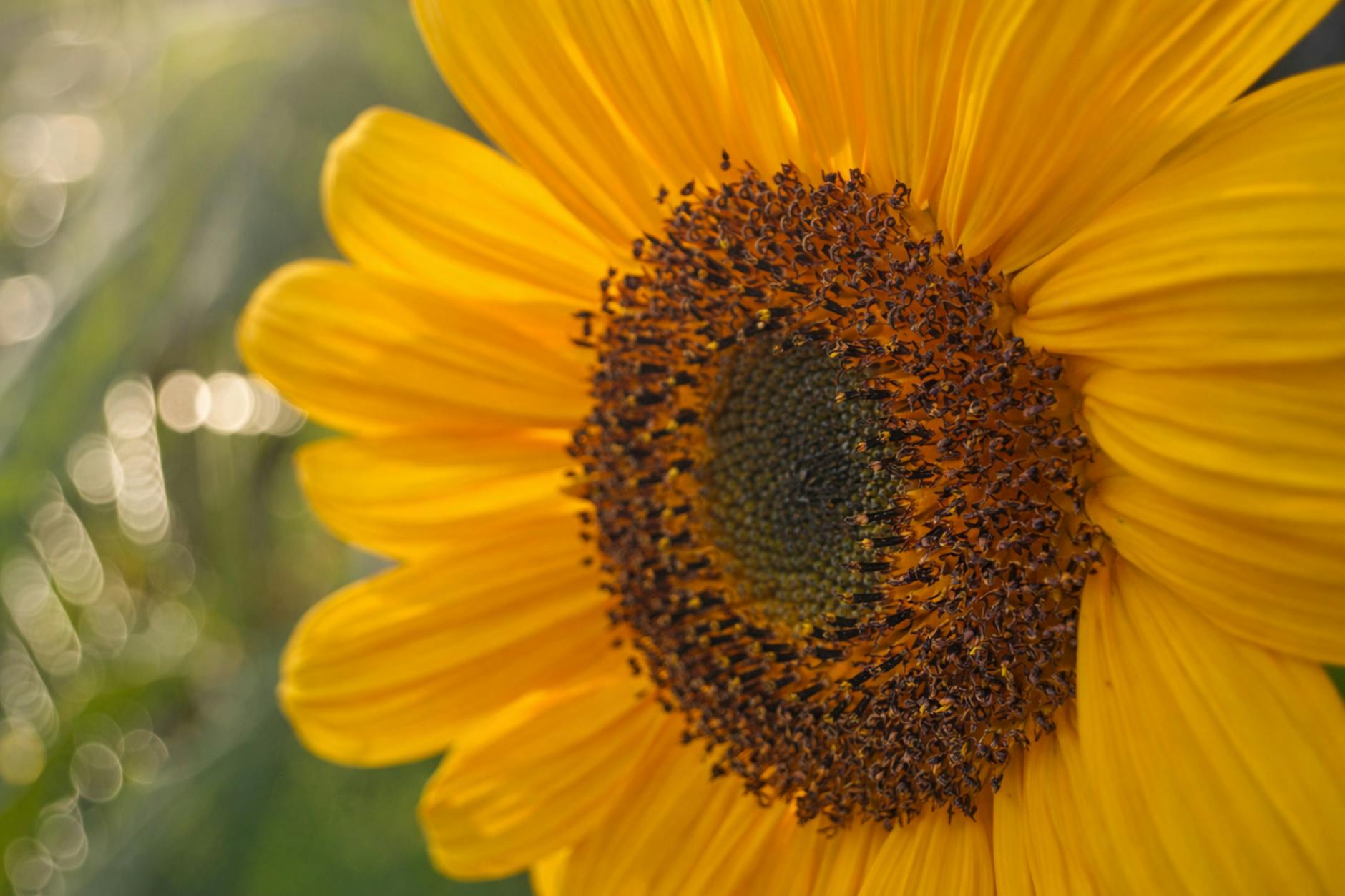 Dotacje na inwestycje ekologiczne w Cieszynie — program wsparcia dla mieszkańców i przedsiębiorców